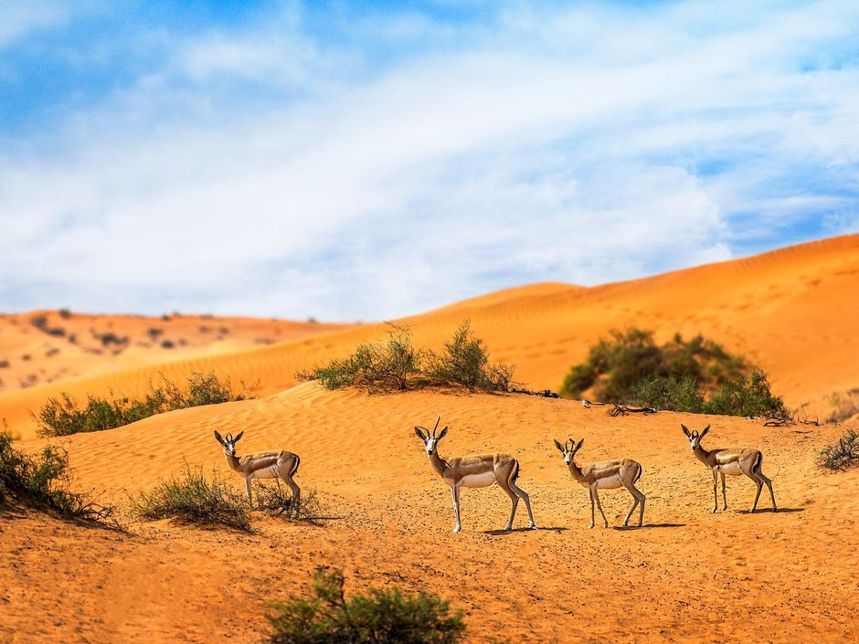 THE RITZ-CARLTON RAS AL KHAIMAH AL WADI DESERT